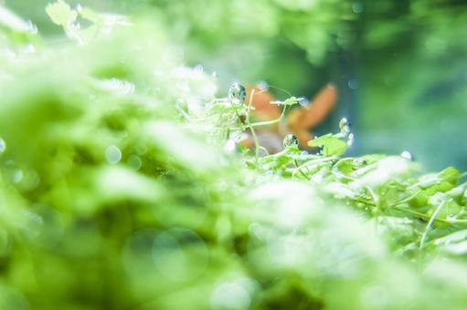 光合成をする水草 水草,光合成,水中の写真素材