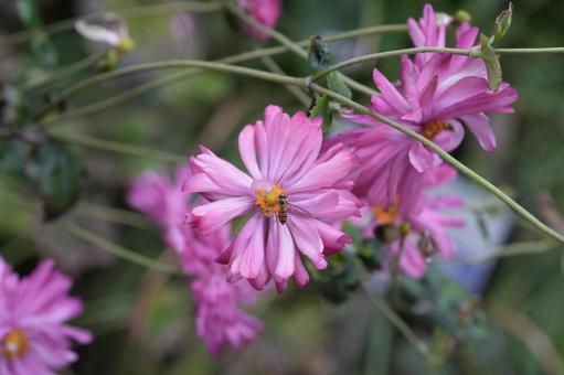 シュウメイギク（秋明菊）の写真