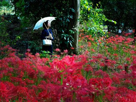 40:彼岸花を静かに眺める女性 40:彼岸花を静かに眺める女性 彼岸花,ミステリアス,悲しげの写真素材