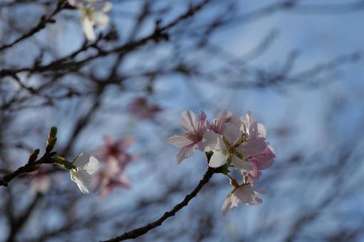 四季桜 四季桜の写真