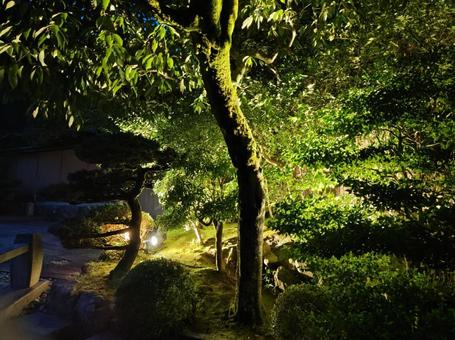 ライトアップされた庭 ライトアップされた庭の写真