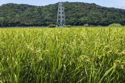 Photo, field, rice cultivation, paddy field, 