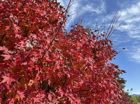 紅葉 もみじ,秋,紅葉の写真素材