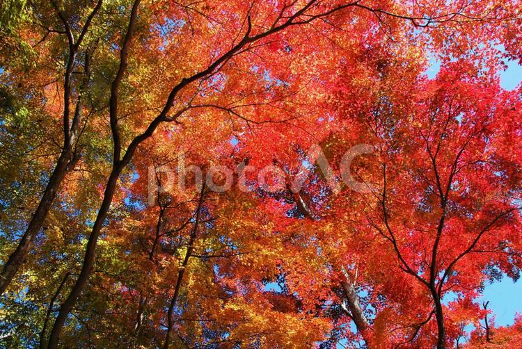 見ごろのもみじ もみじ,紅葉,秋の写真素材