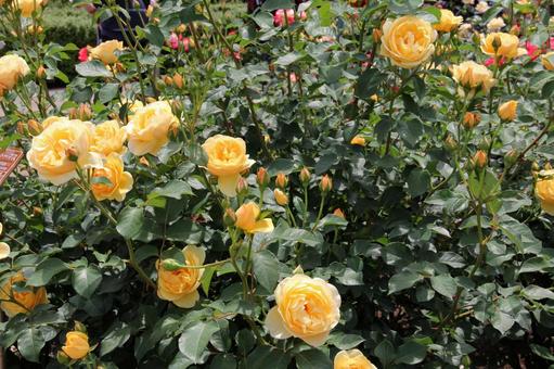 バラ・薔薇 グラハム・トーマス バラ・薔薇 グラハム・トーマスの写真