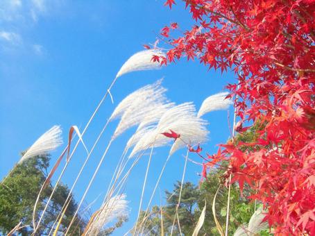 青空と紅葉-7 青空と紅葉-7 青空,雲,紅葉の写真素材