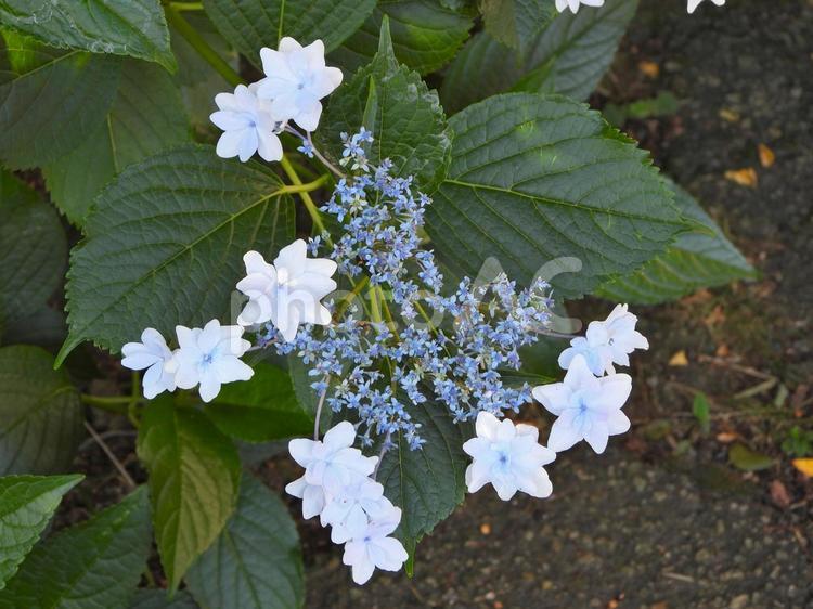 白いガクアジサイの花3 ガクアジサイ,花,植物の写真素材