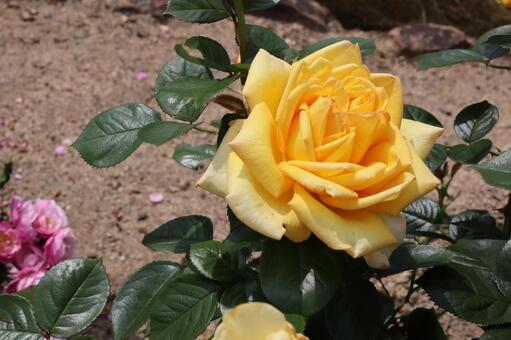 ​福山市のバラ園に咲く鮮やかな黄色い薔薇 薔薇,バラ園,ローズの写真素材