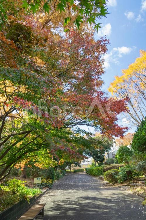 秋の気配・青空に映える紅葉 紅葉,紅葉狩り,モミジの写真素材