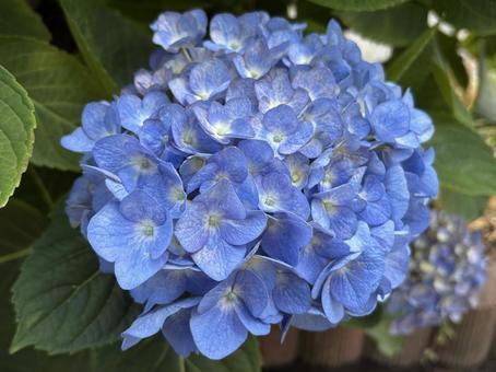 Photo, hydrangea, flower, spring, 