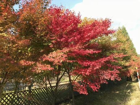 紅葉の先取りの写真