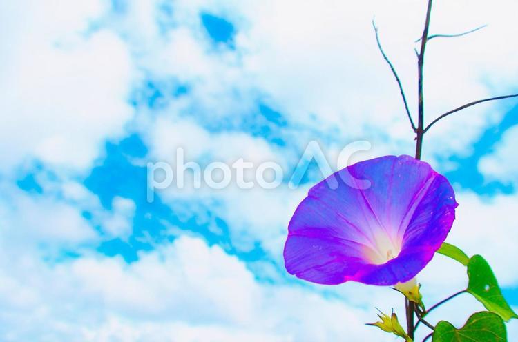真夏の朝顔と空と雲 アサガオ,夏,南国の写真素材