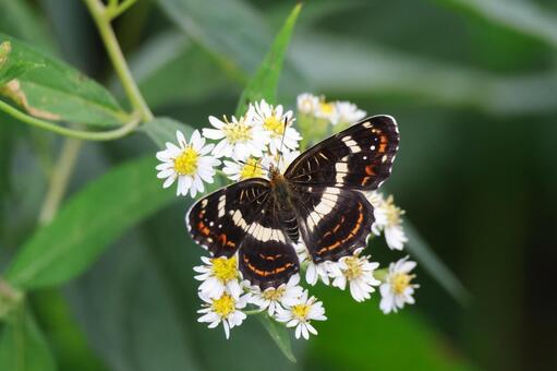 サカハチチョウ サカハチチョウ,チョウ,蝶の写真素材