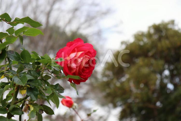 日本生まれの赤い薔薇、希望 薔薇,花,植物の写真素材