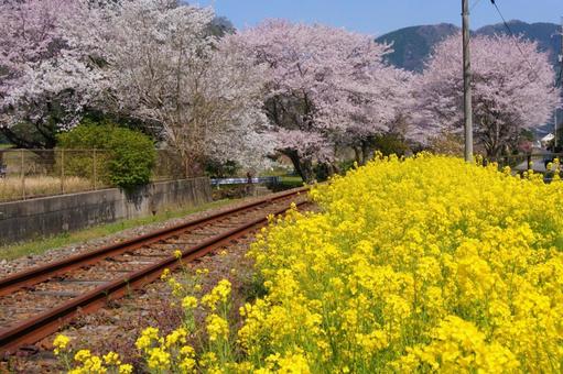 廃線 春列車1 廃線 春列車1の写真