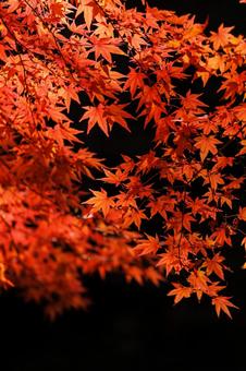黒バックに浮かび上がる紅葉 紅葉,オレンジ,秋の写真素材
