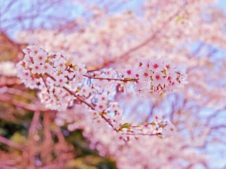 桜 春 さくら 花 日本 桜 春 さくら 花 日本の写真
