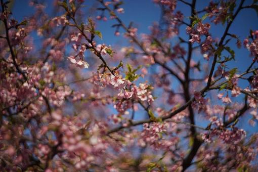揺れる桜の花びら 揺れる桜の花びらの写真