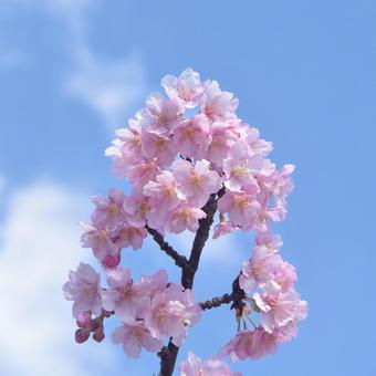 開花した河津桜と青空 河津桜,サクラ,春の写真素材