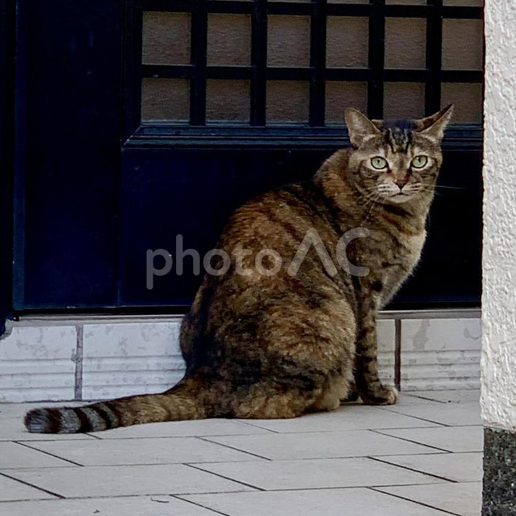 カメラ目線の猫 ねこ,動物,ネコの写真素材