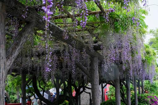 亀戸天神社の藤の花 亀戸天神社の藤の花の写真