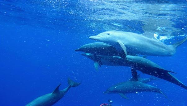 イルカ イルカ ドルフィン,イルカ,海豚の写真素材