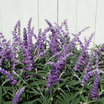 Salvia leucantha flower, JPG