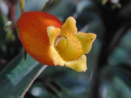 シーマンニア・ラティフォリア シーマンニア・ラティフォリアの写真