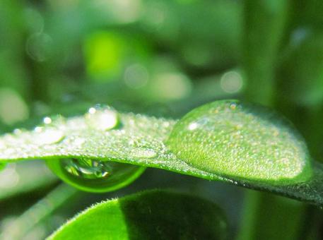 水滴と緑の葉の風景 水滴と緑の葉の風景 水滴,しずく,雨の写真素材