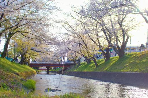 [愛知県]丹羽郡大口町の五条川の桜並木 桜,桜並木,菜の花の写真素材