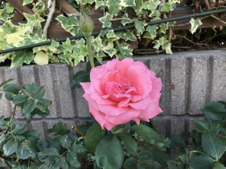 ピンクの花の写真