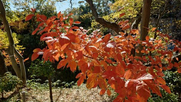 紅葉 紅葉,葉,秋の写真素材