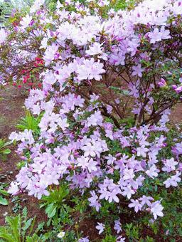 Azalea Kannonji Temple Kashiwa City, Chiba Prefecture, JPG