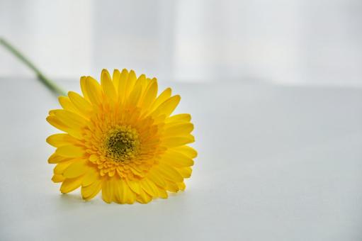 穏やかな光と綺麗なカーネーションの生花 背景,生花,花の写真素材