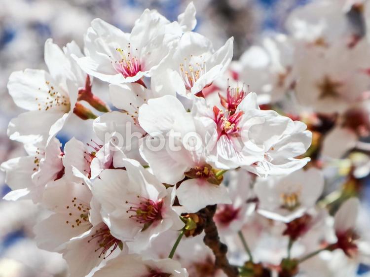枝先のさくら さくら,満開,花びらの写真素材