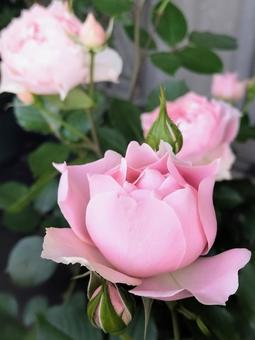 Roses on the balcony - Robe decollete, JPG Roses on the balcony - Robe decollete, JPG