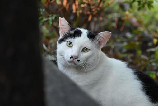 京都 哲学の道の猫ちゃん達 ⑩ 京都 哲学の道の猫ちゃん達 ⑩ さくら耳,去勢,カット耳の写真素材