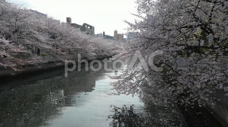 大横川の桜 桜,ソメイヨシノ,春の写真素材