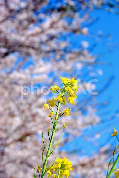 菜の花と桜と青空 桜,さくら,ソメイヨシノの写真素材