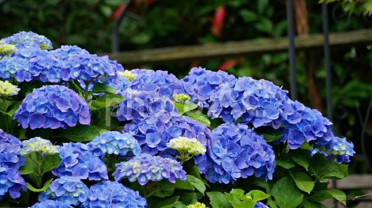 青紫の凛とした紫陽花 アジサイ,初夏,梅雨の写真素材