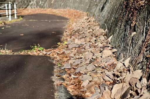 落ち葉の積もった道路 道,積もった,自然の写真素材