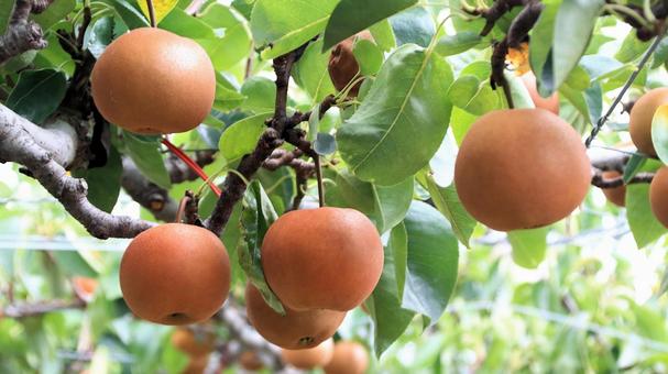 Photo, pear, chojuro, japanese pear, 