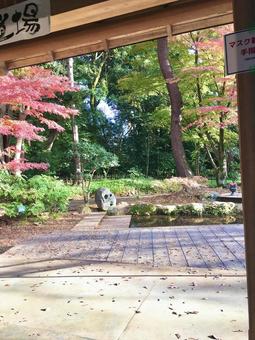 楽寿園（三島） 楽寿園,観光地,紅葉の写真素材