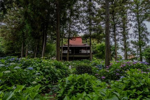 指扇アジサイまつり2025年 指扇アジサイまつり2025年 アジサイ,紫陽花,花の写真素材