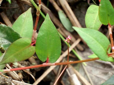 ヤノネグサの葉と托葉鞘 ヤノネグサ,矢の根草,葉の写真素材