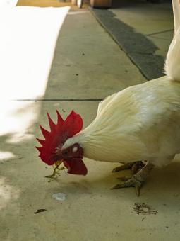 The moment when the sacred chicken of Isonokami Shrine catches a praying mantis, JPG The moment when the sacred chicken of Isonokami Shrine catches a praying mantis, JPG