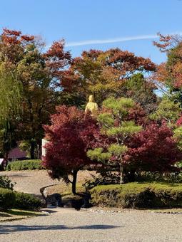 秋の昼間の紫式部公園　11月　紅葉 11月,昼間,カラフルの写真素材