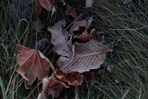 霜がついた落ち葉の写真