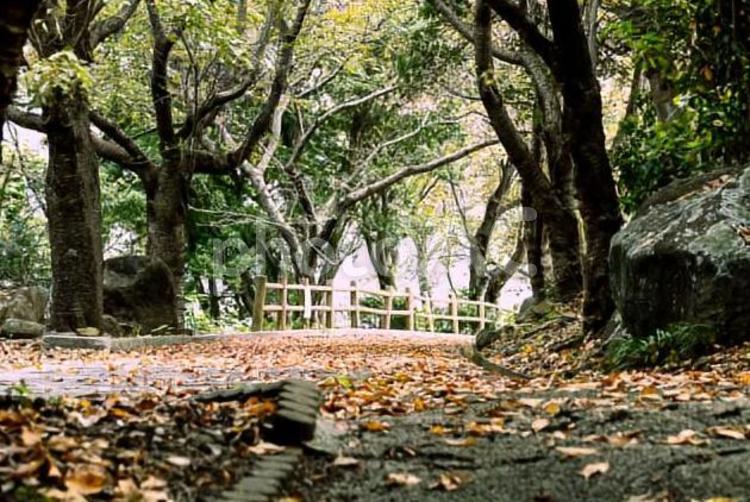 落ち葉の絨毯 紅葉,秋,風景の写真素材