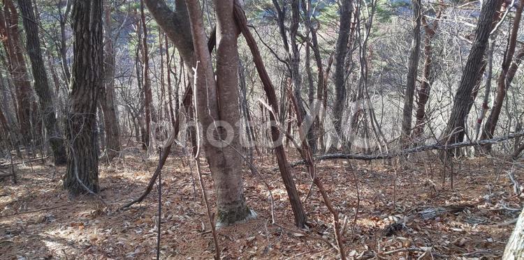 登山中の風景 登山,山,登りの写真素材